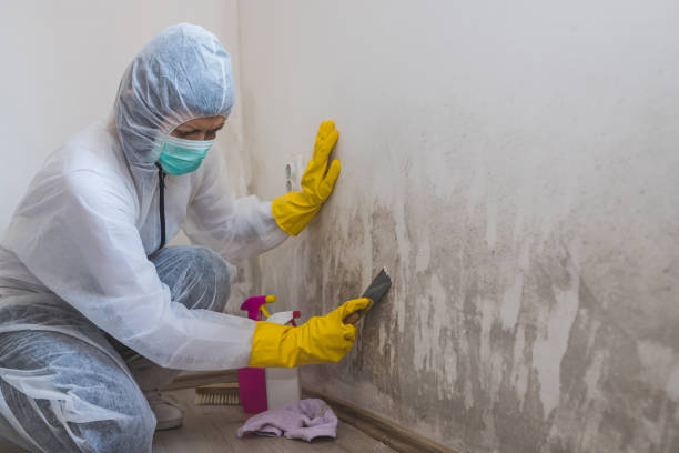 Best Attic Mold Removal  in Whitehouse, TX