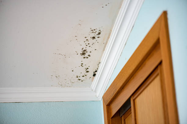 Best Attic Mold Removal  in Whitehouse, TX