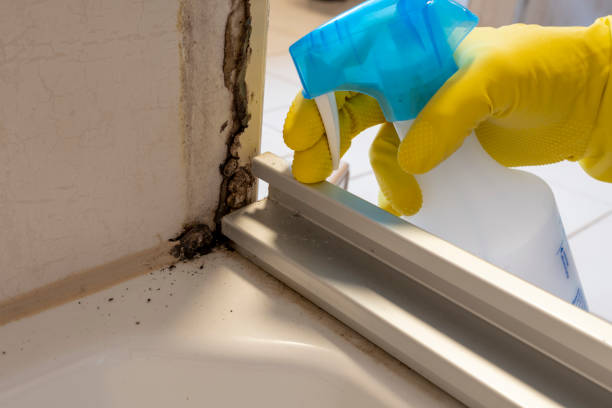 Mold Removal and Inspection in Whitehouse, TX