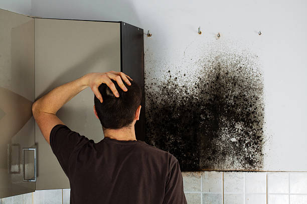 Best Toxic Mold Removal  in Whitehouse, TX