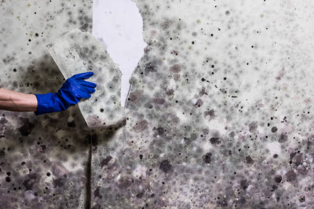Best Toxic Mold Removal  in Whitehouse, TX