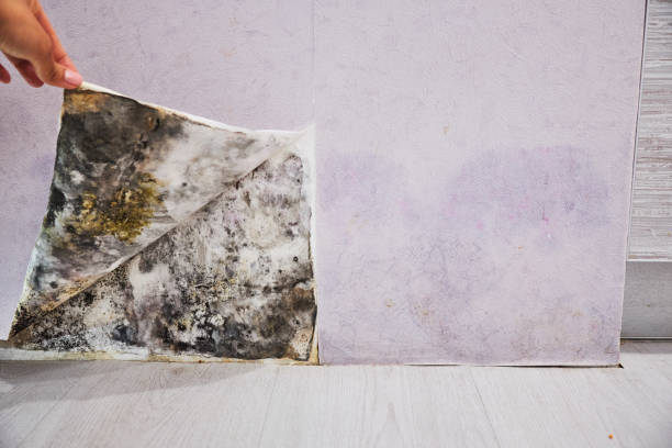 Best Residential Mold Removal  in Whitehouse, TX